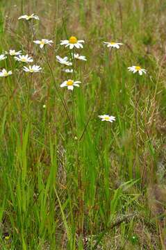 Image of chamomile