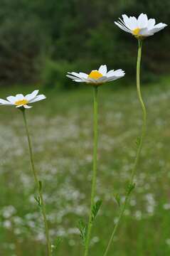 Image of chamomile