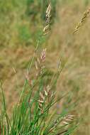 Image of fescue