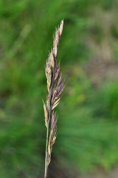 Image of fescue