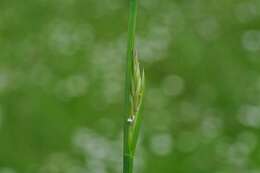 Image of ryegrass