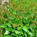 Image of Narrow-Leaf Sorrel