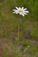 Image of chamomile