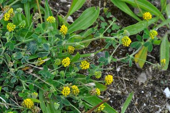 Image of Medick