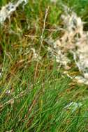 Image of Alkali or Salt Grasses