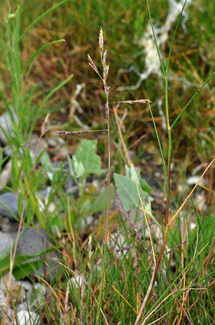 Image of Alkali or Salt Grasses