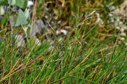 Image of Alkali or Salt Grasses