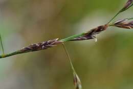 Image of Alkali or Salt Grasses