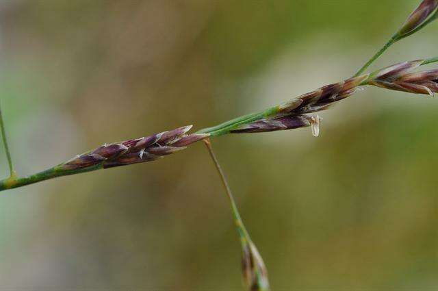 Plancia ëd Puccinellia