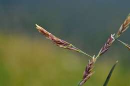 Image of Alkali or Salt Grasses