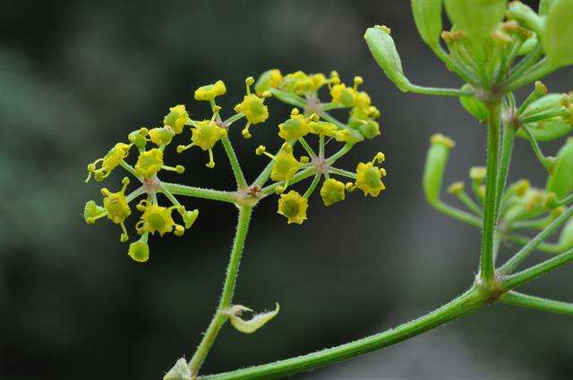 Image of Pastinaca sativa subsp. urens (Req. ex Godr.) Celak.