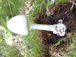 Image of Amanita arctica Bas, Knudsen & T. Borgen 1987