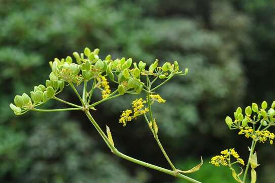 Image of Pastinaca sativa subsp. urens (Req. ex Godr.) Celak.