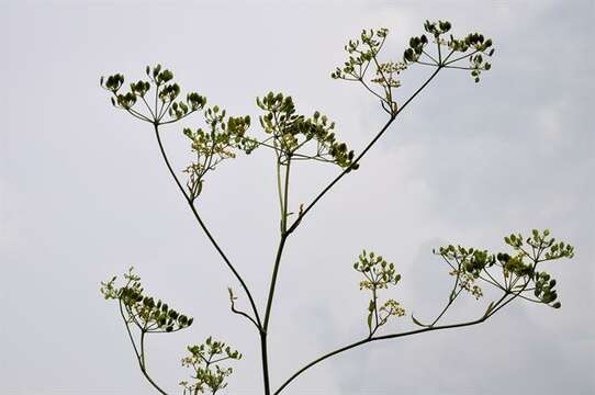 Image of Pastinaca sativa subsp. urens (Req. ex Godr.) Celak.