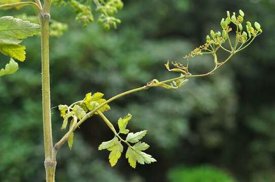 Image of Pastinaca sativa subsp. urens (Req. ex Godr.) Celak.