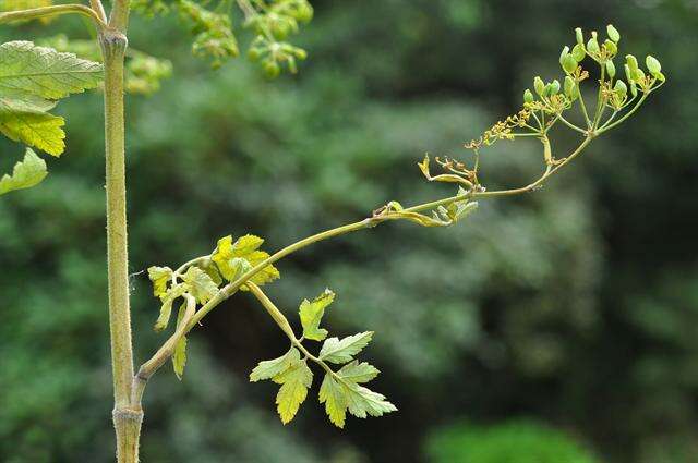 Imagem de Pastinaca sativa subsp. urens (Req. ex Godr.) Celak.