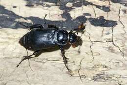 Image of Sexton Beetles