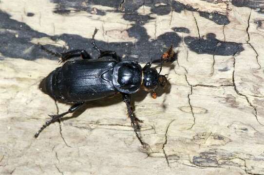 Image of Sexton Beetles