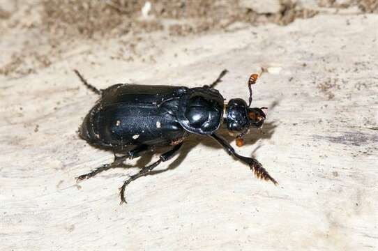 Image of Sexton Beetles