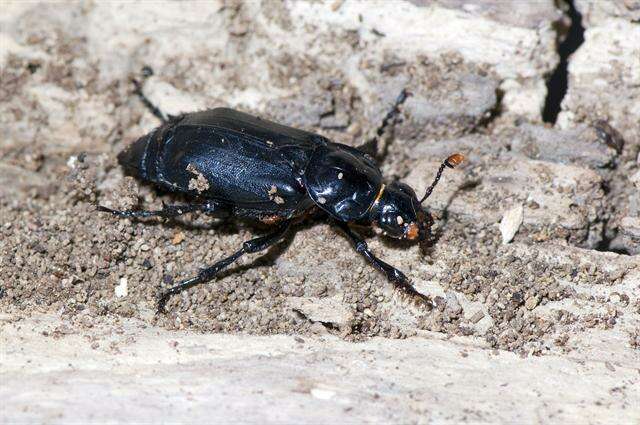 Image of Sexton Beetles