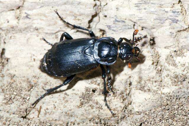 Image of Sexton Beetles