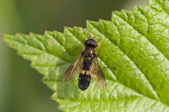 Image of Platycheirus