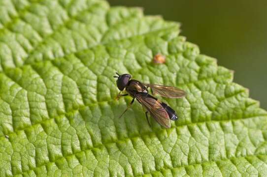 Image of Platycheirus