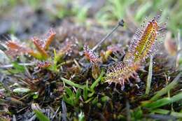 Image of Sundews