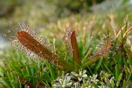 Image of Sundews