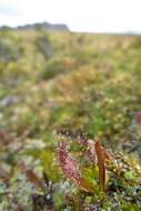 Image of Sundews