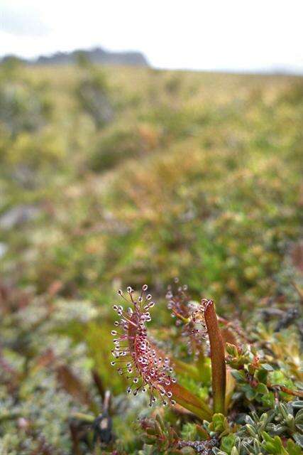 Image of Sundews