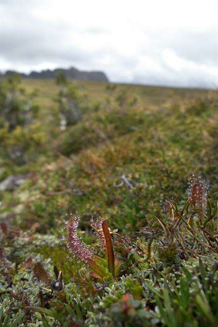 Image of Sundews