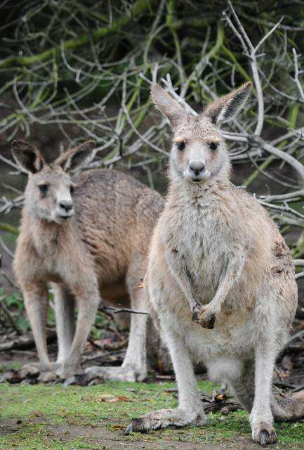 Image of Macropus Shaw 1790