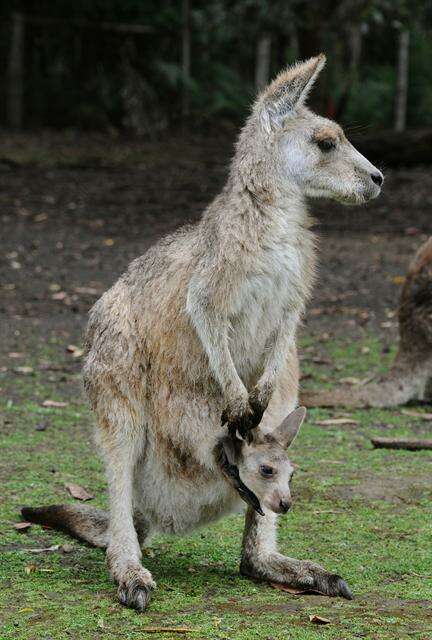 Image of Macropus Shaw 1790