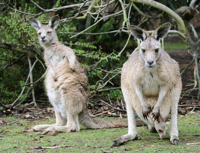 Image of Macropus Shaw 1790