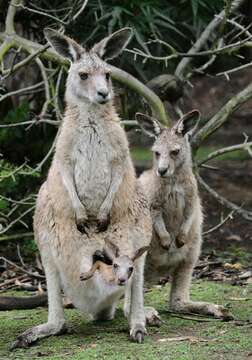 Image of Macropus Shaw 1790