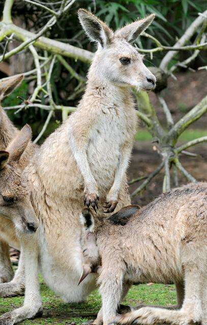 Image of Macropus Shaw 1790