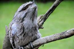 Image of Australasian Frogmouths