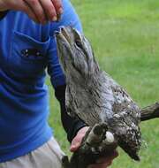 Image of Australasian Frogmouths