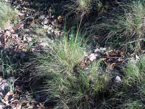 Image of Festuca elegans Boiss.