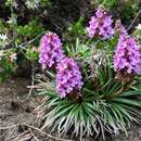 Image of Stylidium dilatatum W. D. Jacks. & R. J. E. Wiltshire