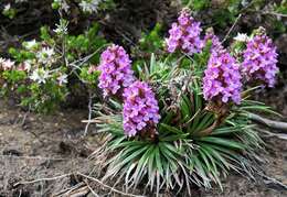 Sivun Stylidium dilatatum W. D. Jacks. & R. J. E. Wiltshire kuva