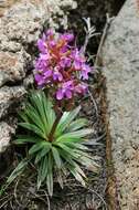 Sivun Stylidium dilatatum W. D. Jacks. & R. J. E. Wiltshire kuva