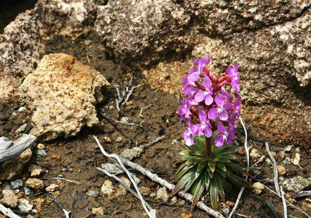 Sivun Stylidium dilatatum W. D. Jacks. & R. J. E. Wiltshire kuva