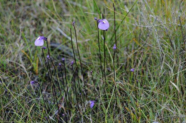 Plancia ëd Utricularia