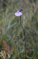 Plancia ëd Utricularia