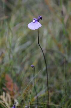 Image of Bladderworts