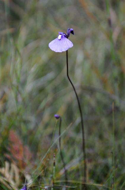 Plancia ëd Utricularia