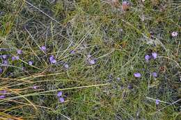 Plancia ëd Utricularia