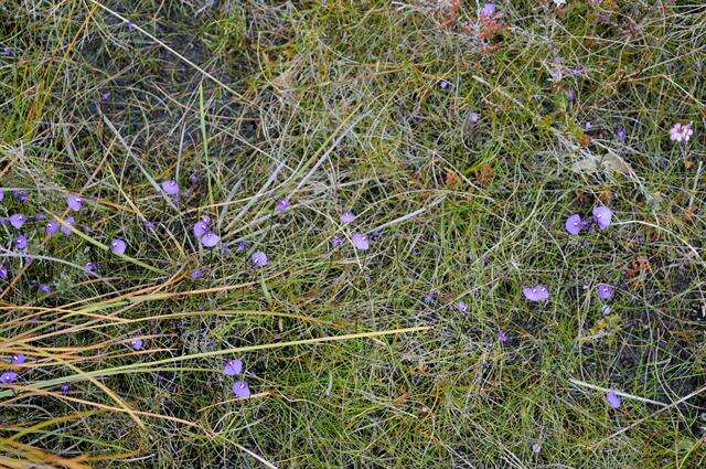 Plancia ëd Utricularia